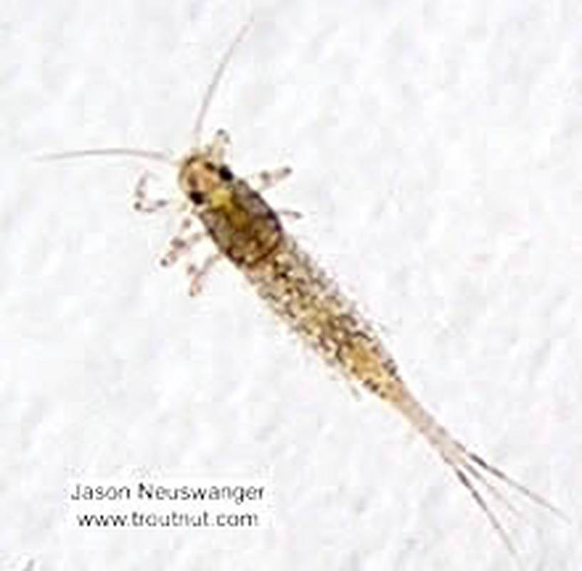 Baetidae (Blue-Winged Olives) Mayfly Nymph from the Namekagon River in Wisconsin