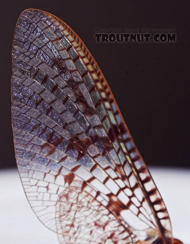 Male Ephemera simulans (Brown Drake) Mayfly Spinner from the Namekagon River in Wisconsin