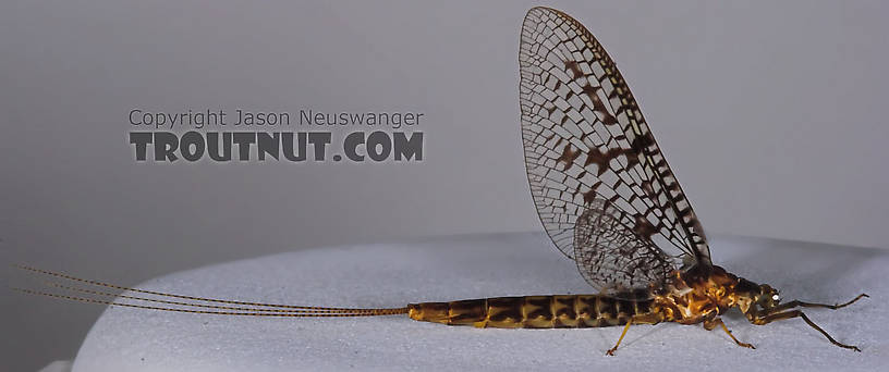 Male Ephemera simulans (Brown Drake) Mayfly Spinner from the Namekagon River in Wisconsin