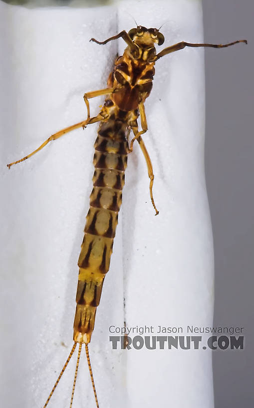 Male Ephemera simulans (Brown Drake) Mayfly Spinner from the Namekagon River in Wisconsin