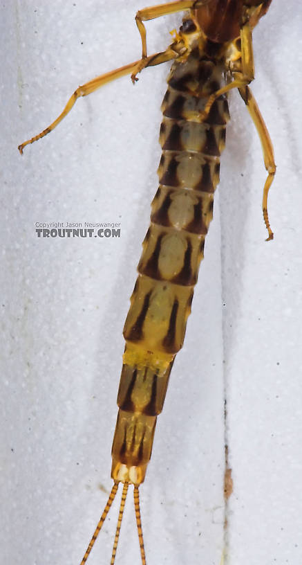 Male Ephemera simulans (Brown Drake) Mayfly Spinner from the Namekagon River in Wisconsin