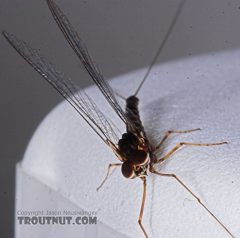 Male Siphlonurus quebecensis (Gray Drake) Mayfly Spinner from the Namekagon River in Wisconsin