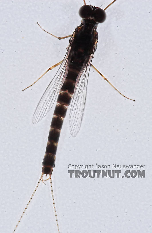 Male Siphlonurus quebecensis (Gray Drake) Mayfly Spinner from the Namekagon River in Wisconsin