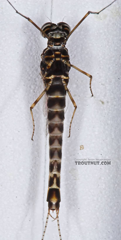 Male Siphlonurus quebecensis (Gray Drake) Mayfly Spinner from the Namekagon River in Wisconsin