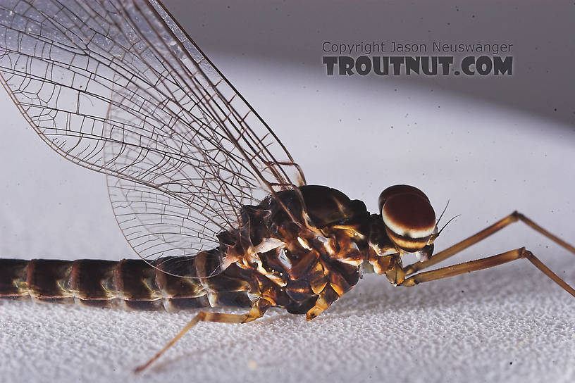 Male Siphlonurus quebecensis (Gray Drake) Mayfly Spinner from the Namekagon River in Wisconsin