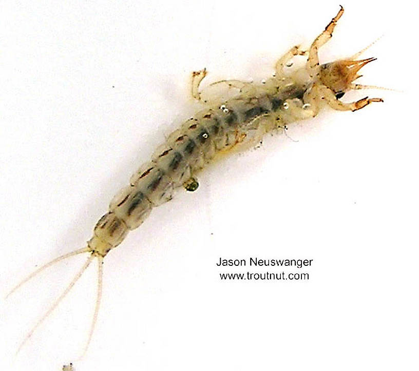 Ephemera simulans (Brown Drake) Mayfly Nymph from the Namekagon River in Wisconsin