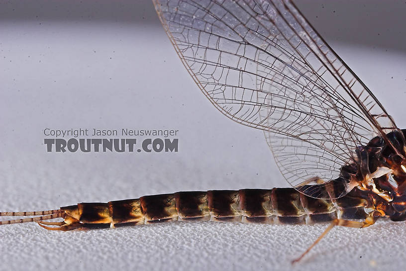 Male Siphlonurus quebecensis (Gray Drake) Mayfly Spinner from the Namekagon River in Wisconsin