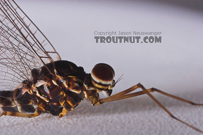 Male Siphlonurus quebecensis (Gray Drake) Mayfly Spinner from the Namekagon River in Wisconsin