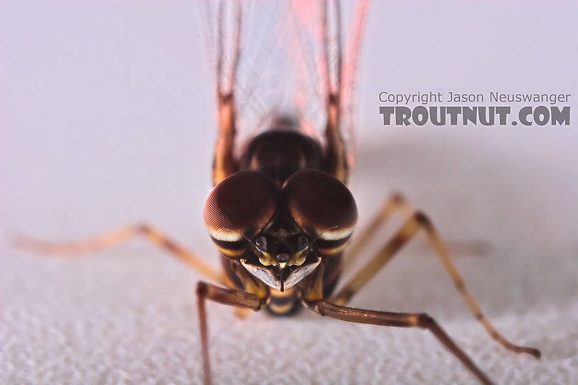 Male Siphlonurus quebecensis (Gray Drake) Mayfly Spinner from the Namekagon River in Wisconsin