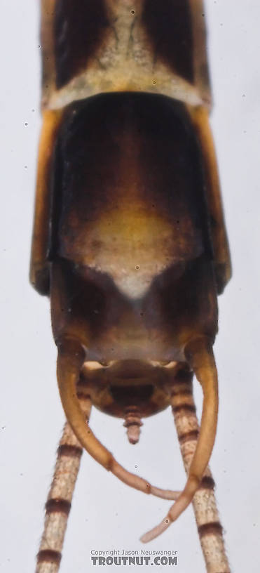 Male Siphlonurus quebecensis (Gray Drake) Mayfly Spinner from the Namekagon River in Wisconsin