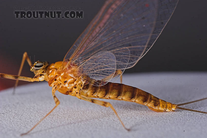 Female Epeorus vitreus (Sulphur) Mayfly Spinner from the Namekagon River in Wisconsin