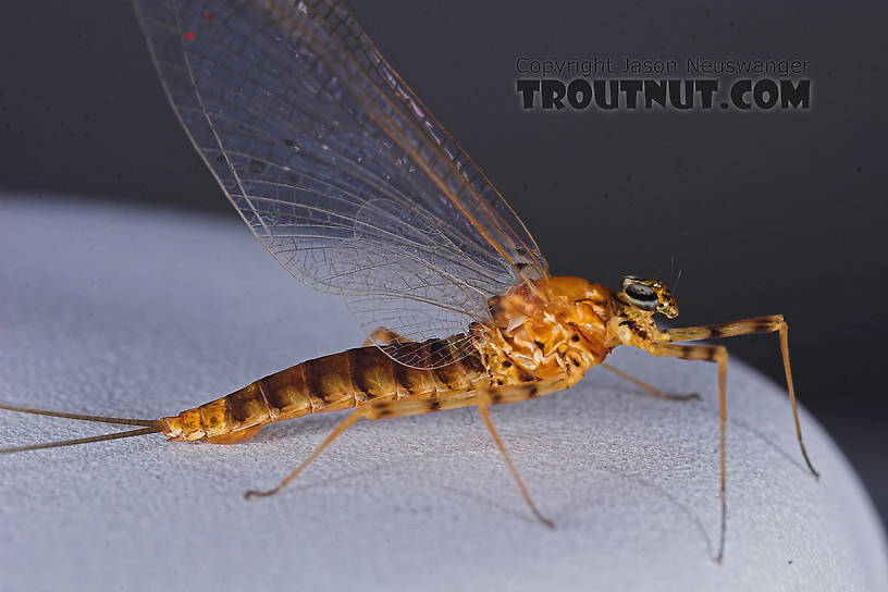 Female Epeorus vitreus (Sulphur) Mayfly Spinner from the Namekagon River in Wisconsin