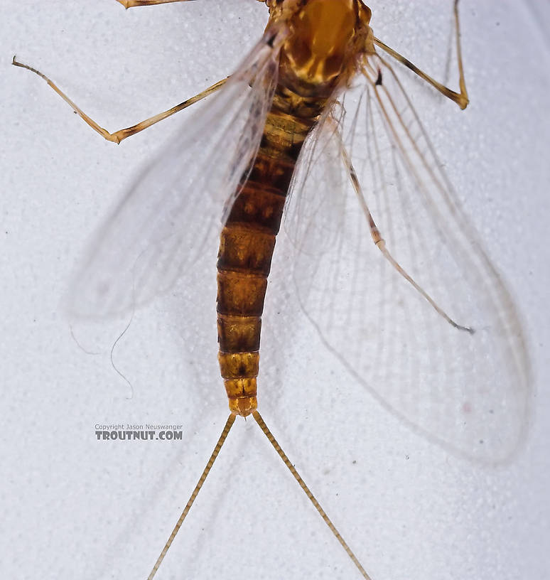 Female Epeorus vitreus (Sulphur) Mayfly Spinner from the Namekagon River in Wisconsin