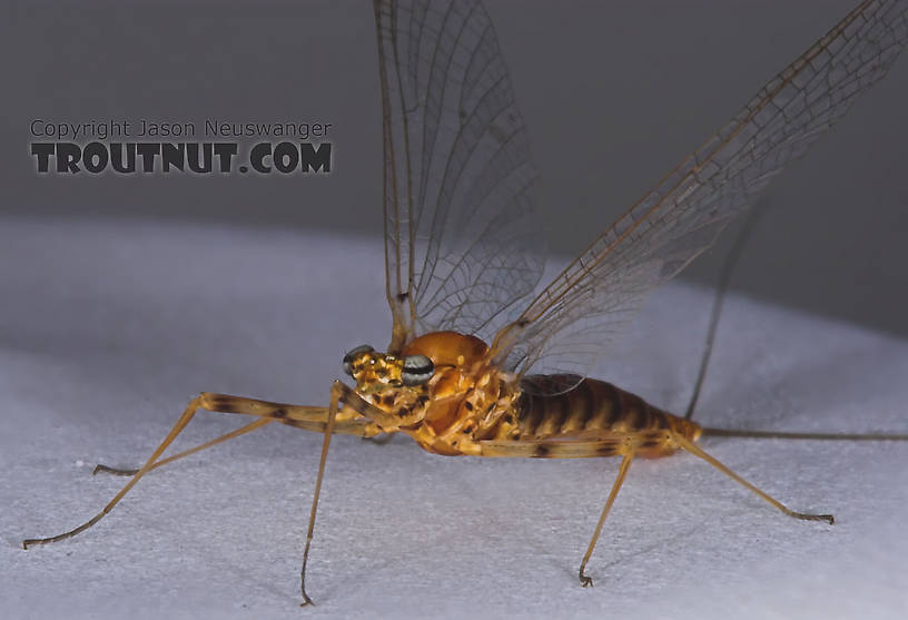 Female Epeorus vitreus (Sulphur) Mayfly Spinner from the Namekagon River in Wisconsin