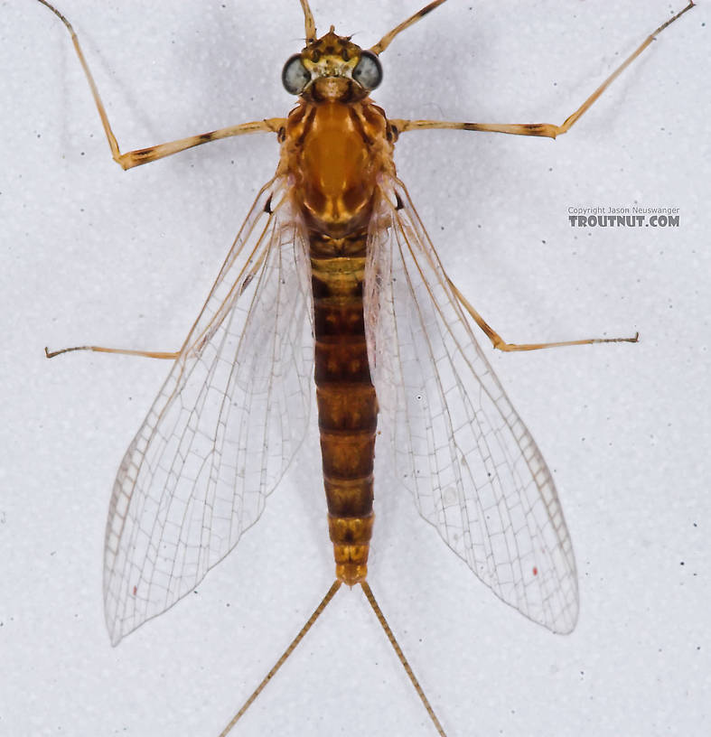 Female Epeorus vitreus (Sulphur) Mayfly Spinner from the Namekagon River in Wisconsin