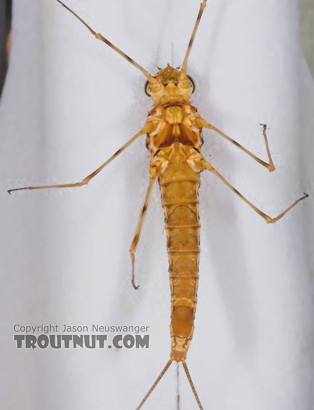 Female Epeorus vitreus (Sulphur) Mayfly Spinner from the Namekagon River in Wisconsin