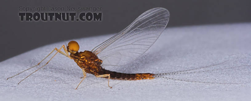 Male Eurylophella (Chocolate Duns) Mayfly Spinner from the Namekagon River in Wisconsin