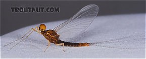 Male Eurylophella (Chocolate Duns) Mayfly Spinner