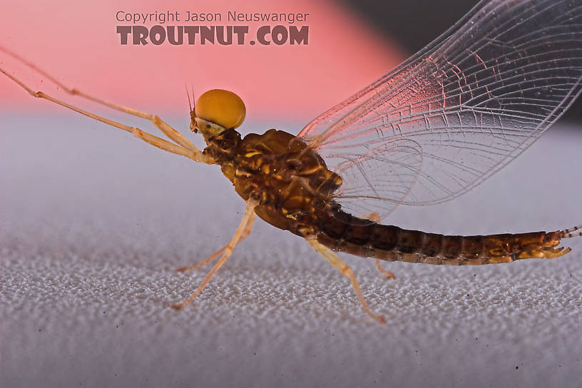 Male Eurylophella (Chocolate Duns) Mayfly Spinner from the Namekagon River in Wisconsin