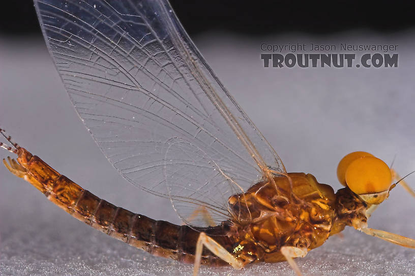 Male Eurylophella (Chocolate Duns) Mayfly Spinner from the Namekagon River in Wisconsin