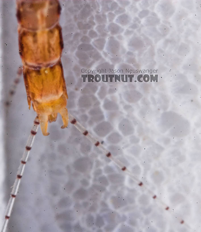 Male Eurylophella (Chocolate Duns) Mayfly Spinner from the Namekagon River in Wisconsin