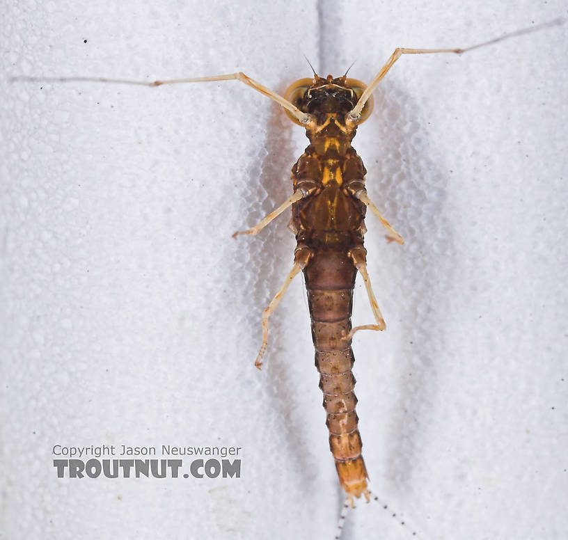 Male Eurylophella (Chocolate Duns) Mayfly Spinner from the Namekagon River in Wisconsin