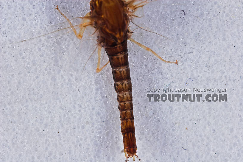 Male Eurylophella (Chocolate Duns) Mayfly Spinner from the Namekagon River in Wisconsin