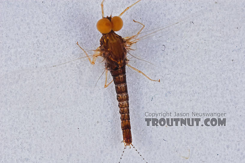 Male Eurylophella (Chocolate Duns) Mayfly Spinner from the Namekagon River in Wisconsin