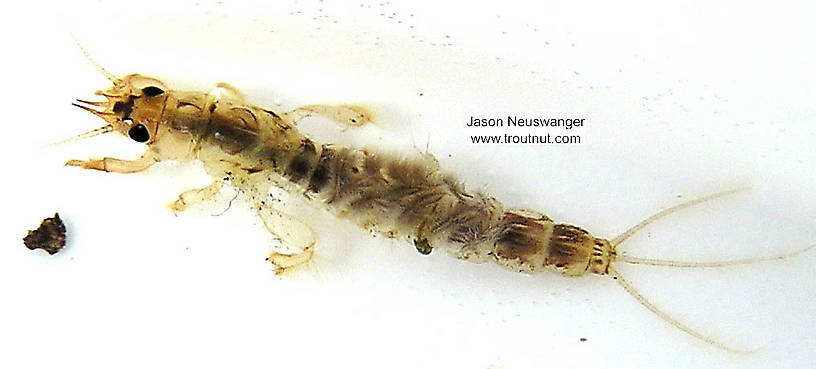 Ephemera simulans (Brown Drake) Mayfly Nymph from the Namekagon River in Wisconsin