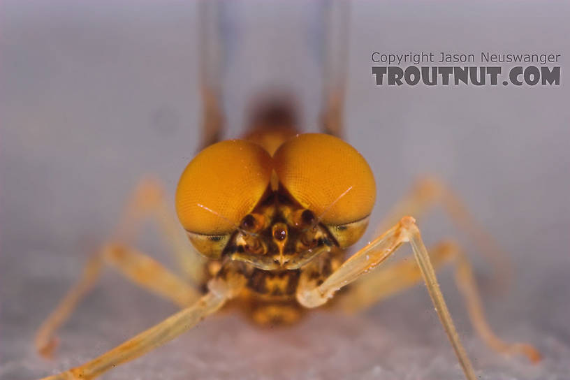 Male Eurylophella (Chocolate Duns) Mayfly Spinner from the Namekagon River in Wisconsin