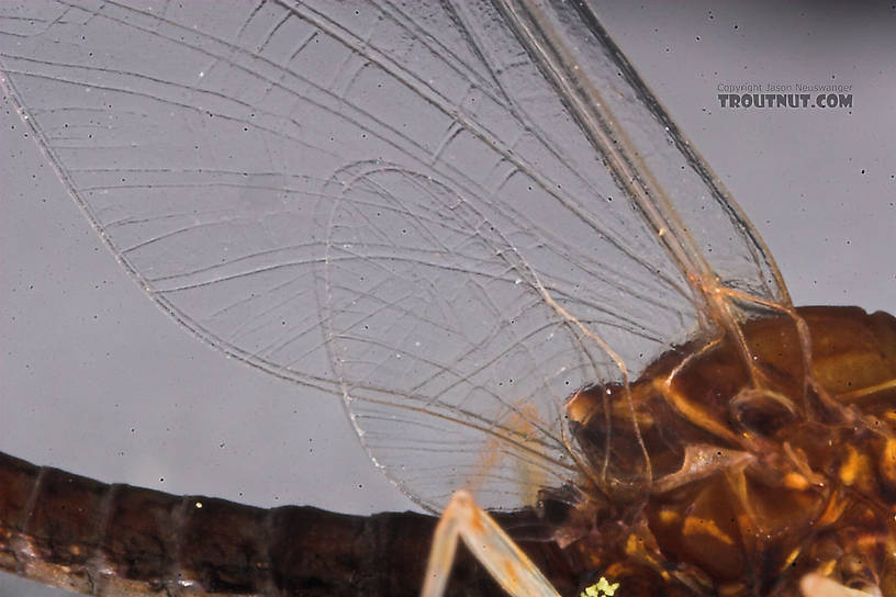 Male Eurylophella (Chocolate Duns) Mayfly Spinner from the Namekagon River in Wisconsin