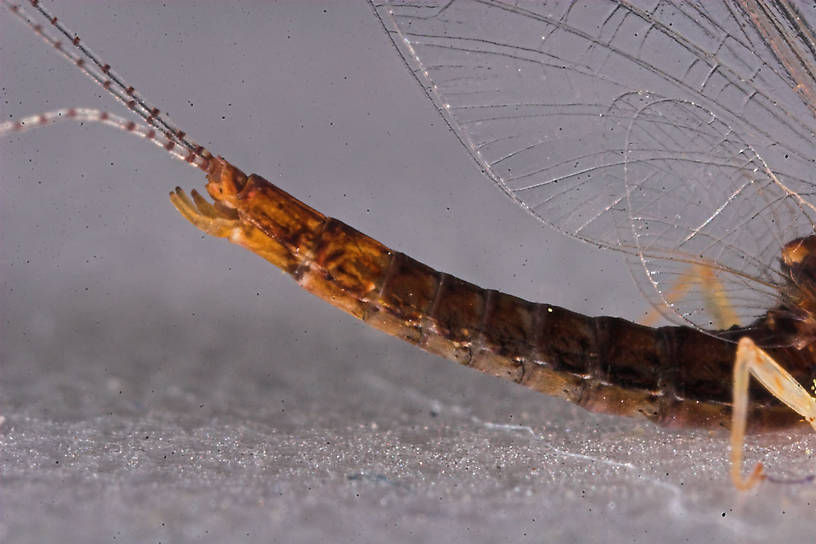 Male Eurylophella (Chocolate Duns) Mayfly Spinner from the Namekagon River in Wisconsin