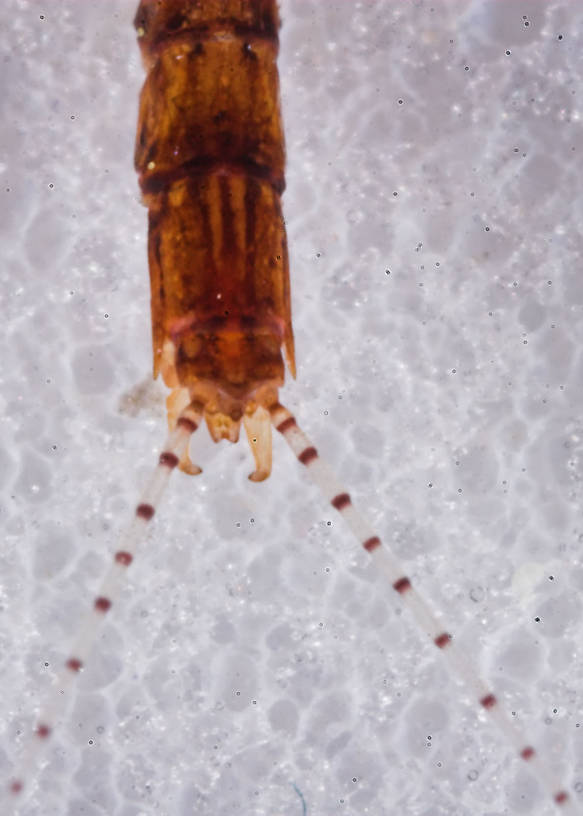 Male Eurylophella (Chocolate Duns) Mayfly Spinner from the Namekagon River in Wisconsin