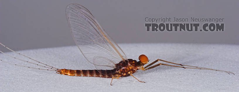 Male Ephemerella invaria (Sulphur Dun) Mayfly Spinner from the Teal River in Wisconsin