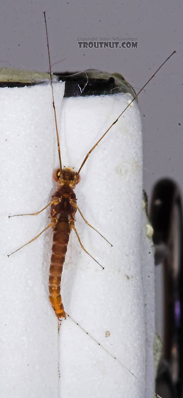 Male Ephemerella invaria (Sulphur Dun) Mayfly Spinner from the Teal River in Wisconsin