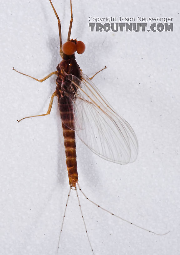 Male Ephemerella invaria (Sulphur Dun) Mayfly Spinner from the Teal River in Wisconsin