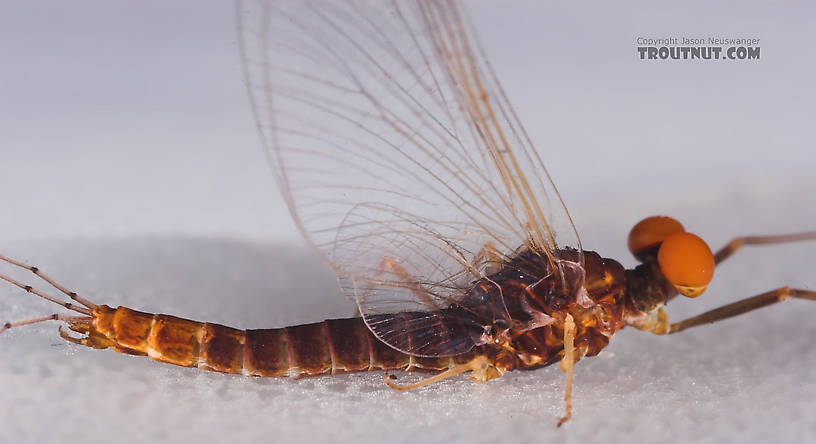 Male Ephemerella invaria (Sulphur Dun) Mayfly Spinner from the Teal River in Wisconsin