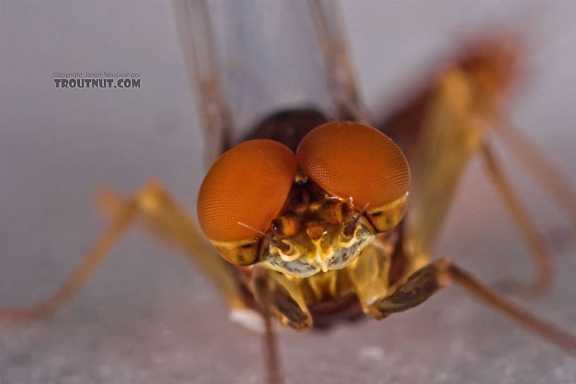 Male Ephemerella invaria (Sulphur Dun) Mayfly Spinner from the Teal River in Wisconsin