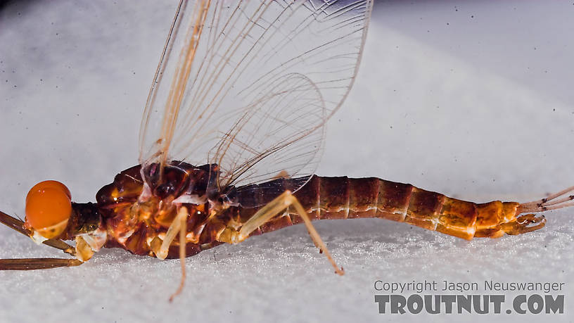 Male Ephemerella invaria (Sulphur Dun) Mayfly Spinner from the Teal River in Wisconsin