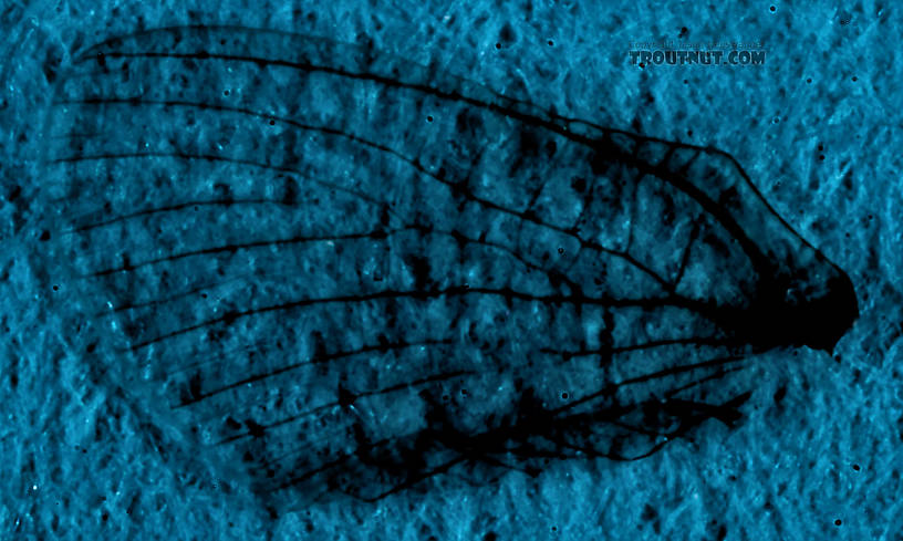 Male Ephemerella invaria (Sulphur Dun) Mayfly Spinner from the Teal River in Wisconsin