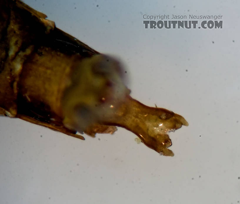 Male Ephemerella invaria (Sulphur Dun) Mayfly Spinner from the Teal River in Wisconsin