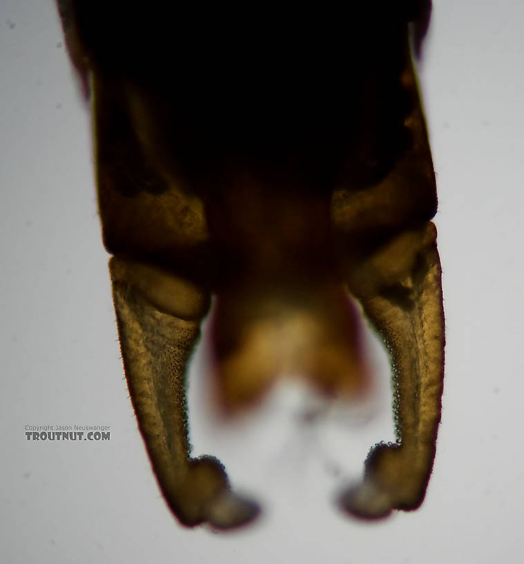 Male Ephemerella invaria (Sulphur Dun) Mayfly Spinner from the Teal River in Wisconsin