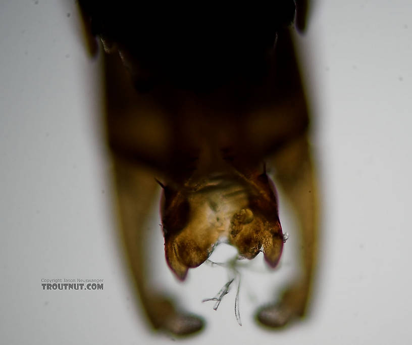 Male Ephemerella invaria (Sulphur Dun) Mayfly Spinner from the Teal River in Wisconsin