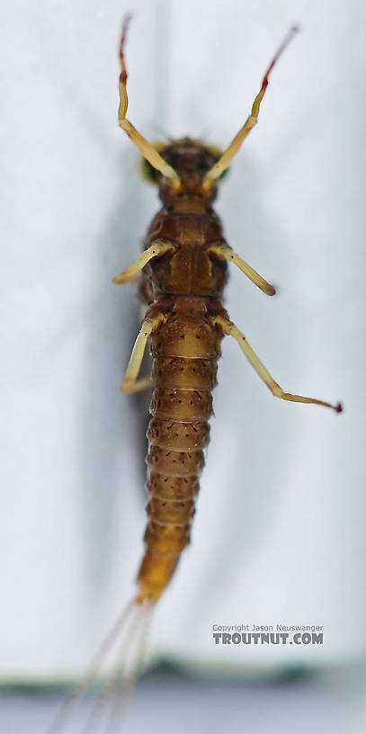 Male Eurylophella (Chocolate Duns) Mayfly Dun from the Teal River in Wisconsin