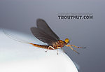 Male Eurylophella (Chocolate Duns) Mayfly Dun