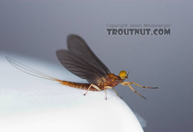 Male Eurylophella (Chocolate Duns) Mayfly Dun from the Teal River in Wisconsin