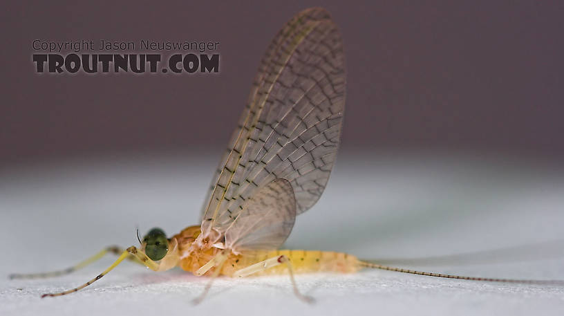 Male Maccaffertium modestum (Cream Cahill) Mayfly Dun from the Teal River in Wisconsin