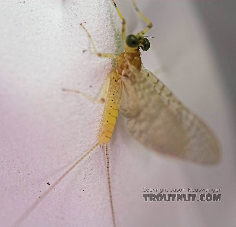 Male Maccaffertium modestum (Cream Cahill) Mayfly Dun from the Teal River in Wisconsin