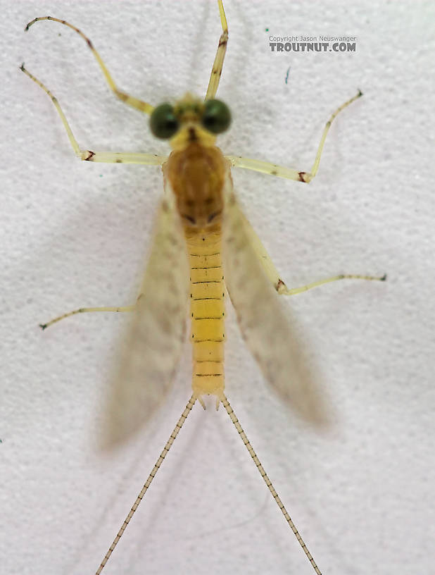 Male Maccaffertium modestum (Cream Cahill) Mayfly Dun from the Teal River in Wisconsin