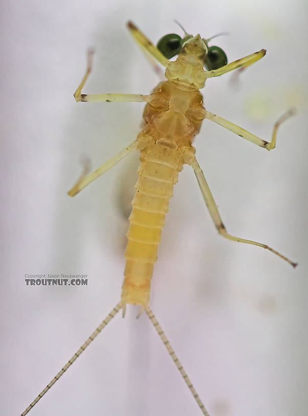 Male Maccaffertium modestum (Cream Cahill) Mayfly Dun from the Teal River in Wisconsin